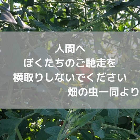 人間へぼくたちのご馳走を横取りしないでください　畑の虫一同より