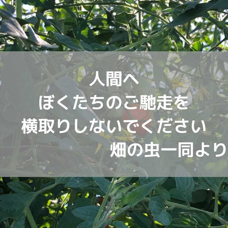 人間へぼくたちのご馳走を横取りしないでください　畑の虫一同より