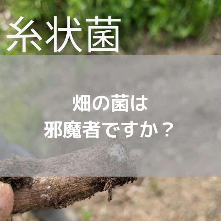 畑の菌は邪魔者ですか？