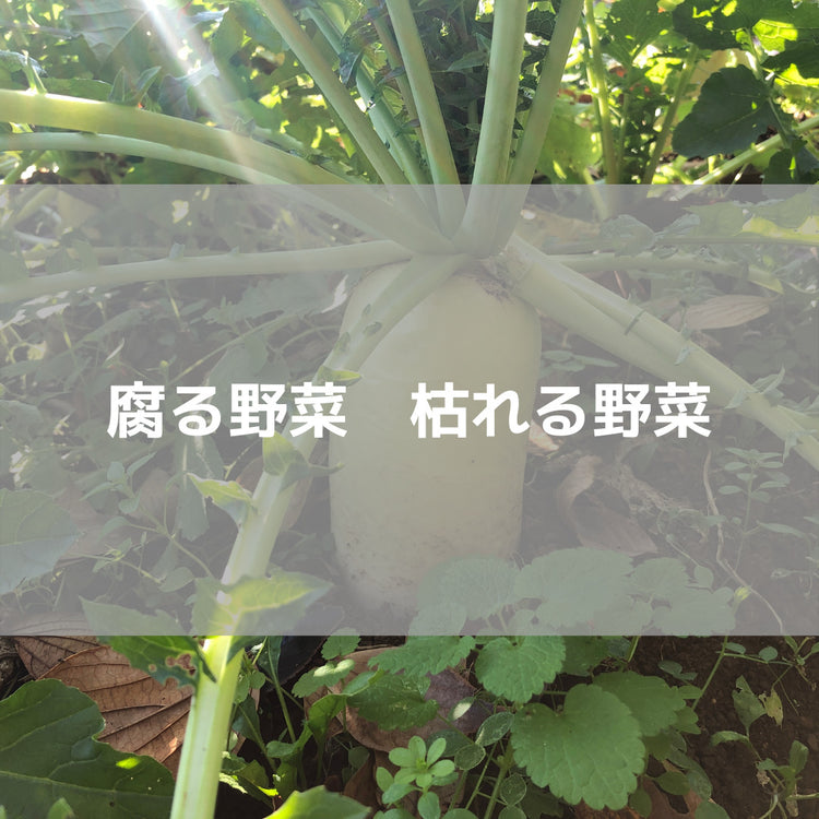 腐る野菜　枯れる野菜