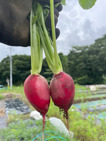 本物野菜の見分け方