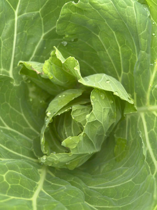 弱った身体をやさしく立て直す──「4毒抜き」×養生野菜スープのすすめ