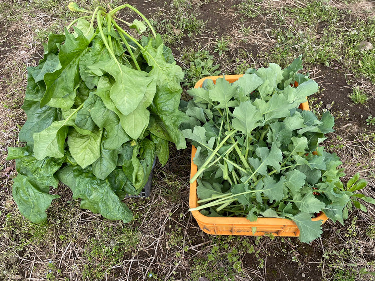 自然栽培野菜づくりから始める「野菜スープ」