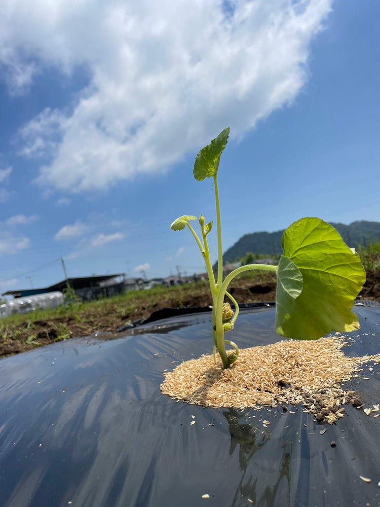 無農薬野菜を使う  本当の理由