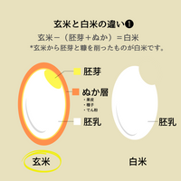 発芽玄米クリーム /有機JAS認定無農薬玄米/急速冷凍/クール便*